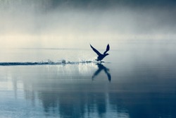 Spring landscape with takeoff Loon (misty morning). Bird were scattered on water of lake in misty forest. Picture has artistic value, fine art photography. Art style of photo.
