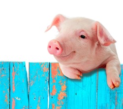 Funny pig hanging on a fence. Studio photo. Isolated on white background.