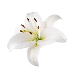Flower white lily. Isolated.