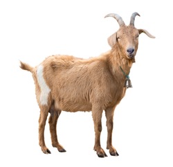 Adult red goat with horns and milk udder. Isolated
