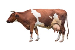 Redhead with white spots of a cow of milk breed. Isolated.