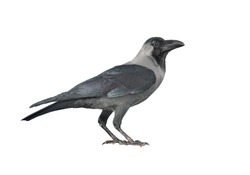 Black crow. Isolated