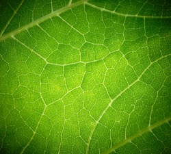 Cow parsnip green leaf texture.