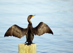 Great Cormorant, Phalacrocorax carbo, spreading its wings and surveying the water.