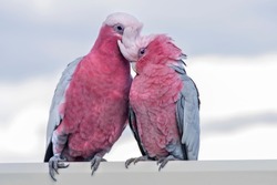 A pair of Galahs  ~ A  pink and grey coloured cockatoo found in most areas of Australia. They are a highly intelligent, social and adaptable parrot.
