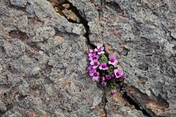 Purple saxifrage, one of the first spring flowers, growing at calcareous rocks at Norwegian coast.