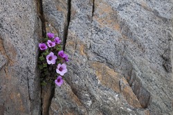 Purple saxifrage flowering in a crack between rocks. Photographed in Helgeland, Nordland, Norway.