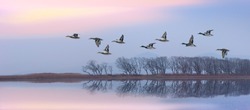 Flying ducks against an evening landscape