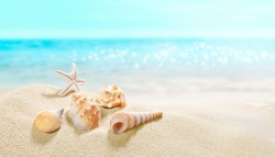 View of the sandy beach. Summer day. Shells in the sand. 