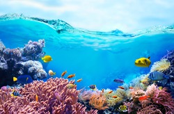 Colorful tropical fish in coastal waters. Life in a coral reef. Animals of the underwater sea world. Ecosystem. 