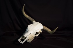 A bleached steer skull with horns on a black background