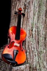 Violin Leaning on a rustic Tree.