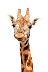 Giraffe portrait isolated on white
