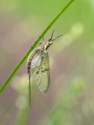 Mayfly insect ie Ephemera sp on plant stem with defocussed background. UK.
