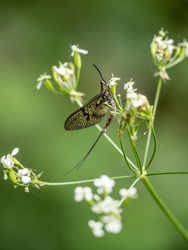 Mayfly insect ie Ephemera sp on wild carrot plant. UK.