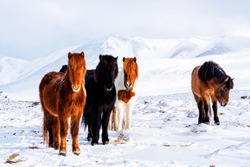 Beautiful, rugged and tough Icelandic horses in winter, Iceland
