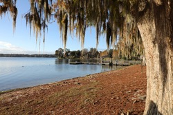 Beautiful spanish moss hanging from ancient trees, in Winter Park, Florida along the shore of Lake Virginia, near the Rollins College campus, north of Orlando.
