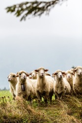 Herd of sheeps in mountains over moody background looking at camera