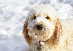 Cute labra doodle puppy with snow on face