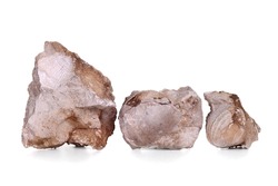 Brachiopoda fossils in a stone isolated over white background