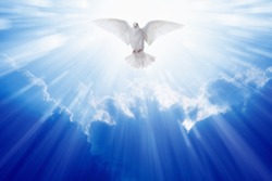 Holy spirit dove flies in blue sky, bright light shines from heaven, christian symbol