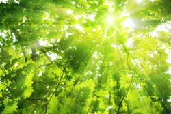 Green oak leaves, bright sun