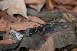 Eastern harvestman (Leiobunum vittatum) arachnids mating on garbage on a forest floor