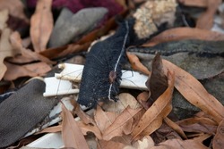 Eastern harvestman (Leiobunum vittatum) arachnid on garbage on a forest floor