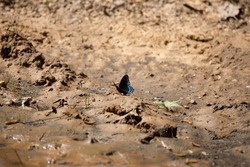 Red-spotted purple butterfly (Limenitis arthemis) , also known as the white admiral butterfly, flapping its wings from its perch on the ground