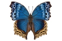 Butterfly species Salamis temora 