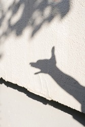 Urban summer mood. Shadow of the human dog shaped hand with leaves on the white wall. Gray concrete textured background. Funny hello wallpaper. Modern simple design. 
