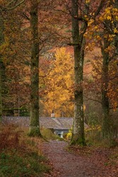 Beautiful Autumn forest landscape image of cabin in the woods surrounded by tall golden trees