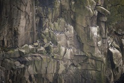 Colony of guillemot murre birds nesting on cliff face