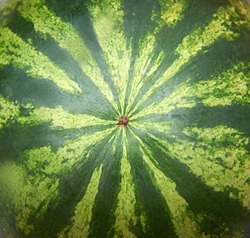 close up of water melon skin