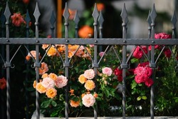 Multicolored tea roses in a green garden behind a wrought iron fence