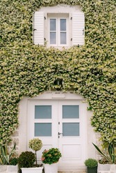 Facade of the building entwined with green flowering bindweed with white shutters on the window