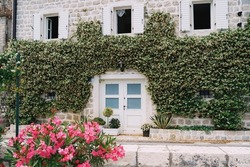 Stone facade of the building is entwined with green ivy with a white door and shutters on the windows
