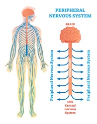 Peripheral nervous system, medical vector illustration diagram with brain, spinal cord and nerves. Educational scheme poster.