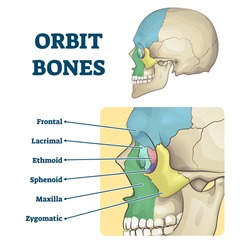 Orbit bones labeled educational anatomical division scheme vector illustration. Face skeleton zones description with frontal, lacrimal, ethmoid, sphenoid, maxilla and zygomatic contours in skull.