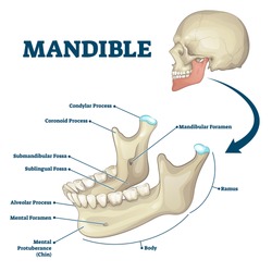 Mandible jaw bone labeled anatomical structure scheme vector illustration. Educational bone titles description and human mouth explanation. Ramus, chin, foramen, alveolar and sublingual fossa location
