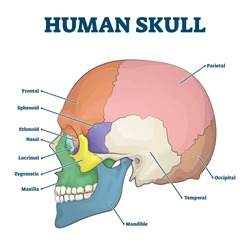 Human skull bones skeleton labeled educational scheme vector illustration. Anatomical head zones separated with colors with side view diagram. Medicine study handout with parts title description.