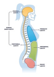 Dorsal and other body cavities cross section, outline illustration diagram. Cranial brain cavity connected with vertebral spine cavity. Also thoracic and pelvic cavities scheme. Educational poster.