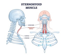 Sternohyoid muscle strap location and human neck muscular system outline diagram. Labeled educational medical upper body skeletal structure with hyoid bone, clavicle and sternum vector illustration.