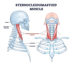 Sternocleidomastoid muscle as human neck muscular system outline diagram. Labeled educational upper body bone description with mastoid process, clavicle, sternum and skull location vector illustration
