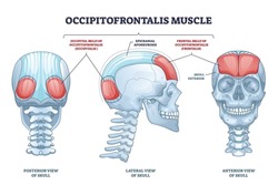Occipitofrontalis muscle as human skull muscular system outline diagram. Labeled educational medical scheme with occipital belly of occipitalis and epicranial aponeurosis parts vector illustration.