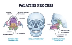 Palatine process section anatomy with maxilla structure outline diagram. Labeled educational facial skeletal bone description with incisive fossa, vomer, sphenoid and palatine vector illustration.