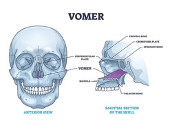 Vomer bone with facial skeleton and frontal nasal cavity outline diagram. Labeled educational nose skeletal structure vector illustration. Perpendicular or cribriform plate, sphenoid and maxilla.