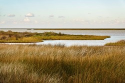 Salt marsh with saltmeadow cordgrass (binomial name: Spartina patens), also known as salt hay grass, saltmeadow hay, and marsh grass, along Ocracoke Island in the Outer Banks of North Carolina, USA