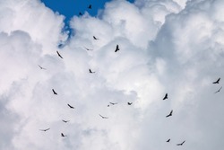 Black vultures (binomial name: Coragyps atratus), and maybe turkey vultures (Cathartes aura) as well, in silhouette against clouds as they soar in numbers on an afternoon updraft in southwest Florida