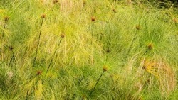 Papyrus sedge (binomial name: Cyperus papyrus), an aquatic plant native to Africa, also known as paper reed and Nile grass, growing at the edge of a pond in a subtropical garden in southwest Florida